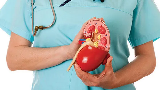 Сечокам’яна хвороба – причини, симптоми та лікування